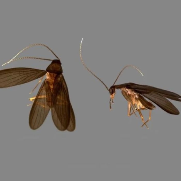 Nocticola pheromosa, a cockroach named after a Pokémon.