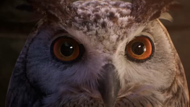 Close capture footage of an owl.