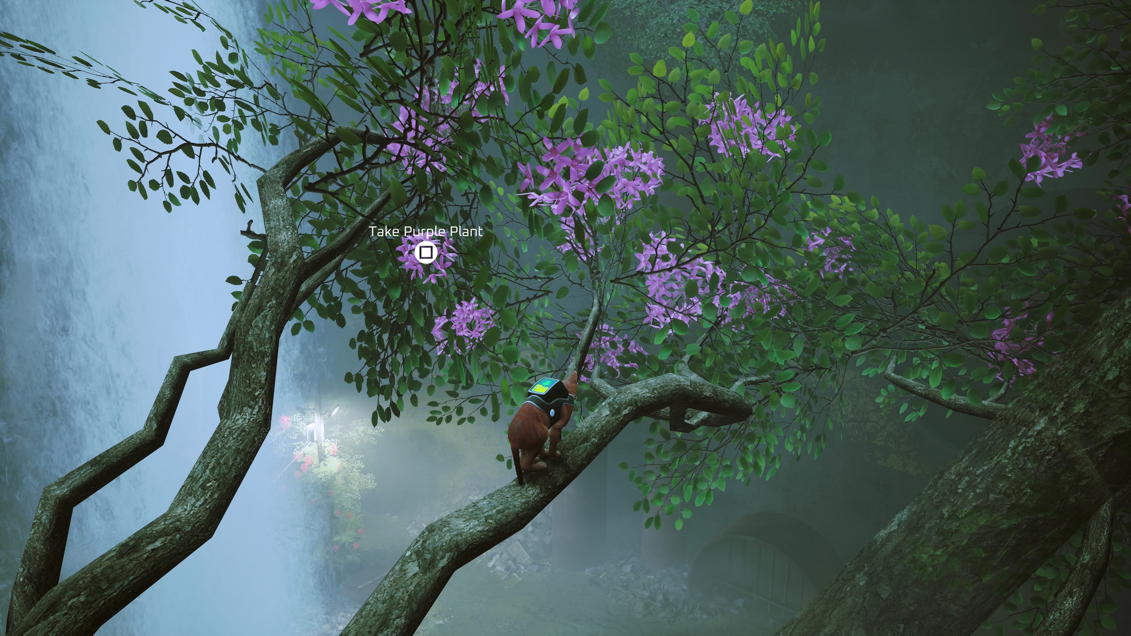 Stray screenshot of a cat climbing up a tree branch.