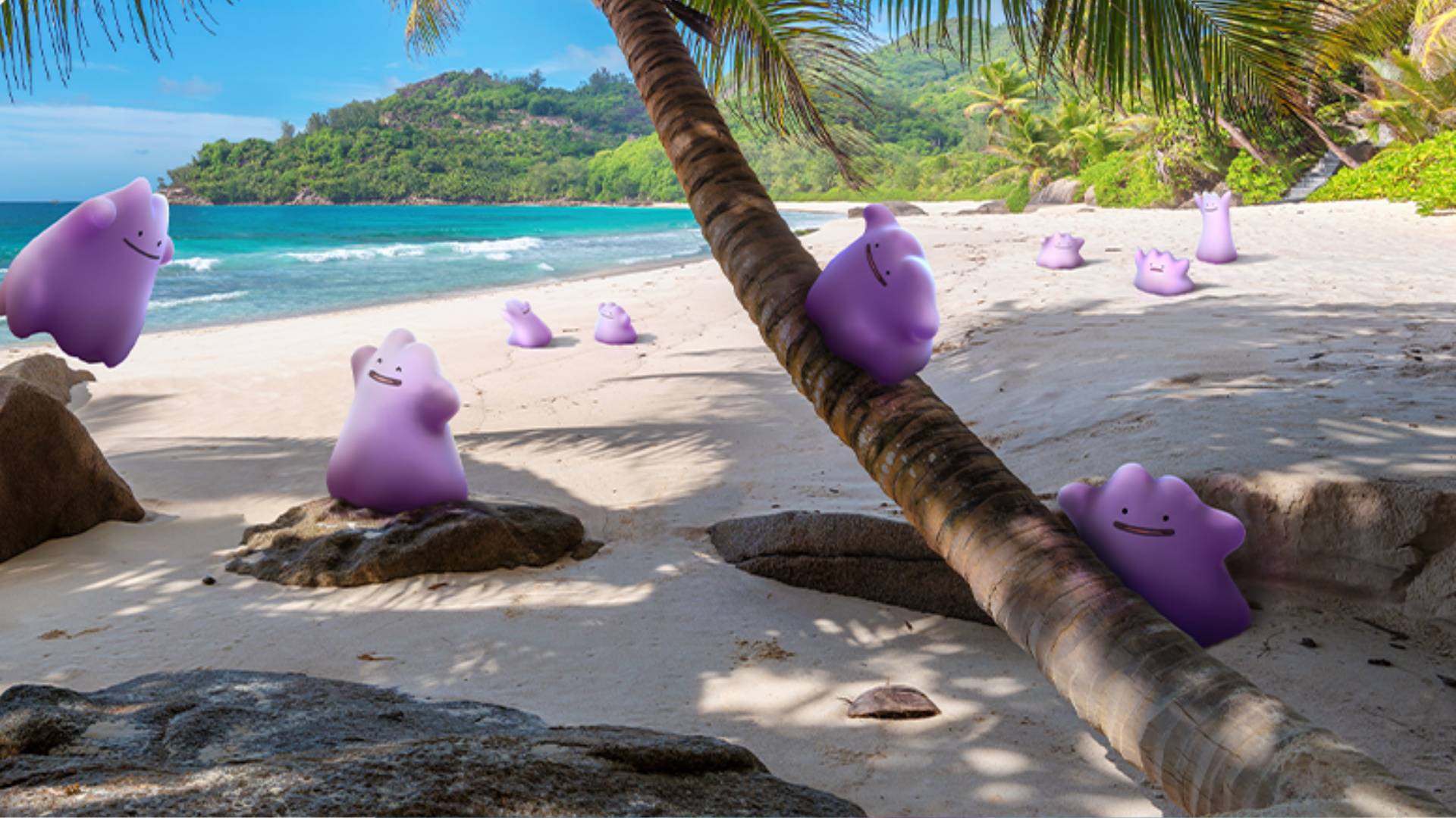 A group of Ditto on a beach